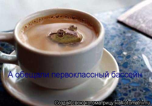 Котоматрица: А обещали первоклассный бассейн