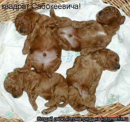Котоматрица: квадрат Сабокеевича!