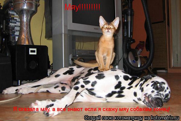 Котоматрица: Мяу!!!!!!!!! Я сказала мяу, а все знают если я скажу мяу собакам конец!