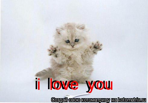 i love you i love you... Котоматрица: i love you i love you