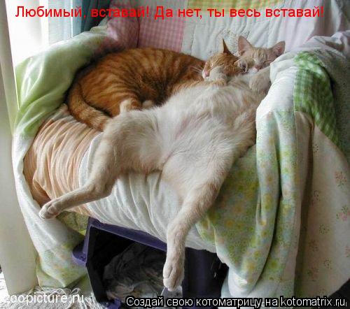 Котоматрица: Любимый, вставай! Да нет, ты весь вставай!