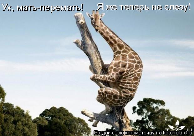 Котоматрица: Ух, мать-перемать! Я же теперь не слезу!