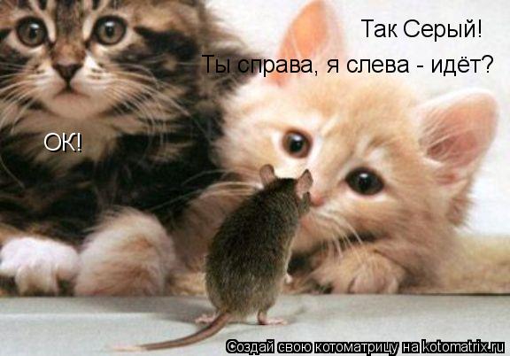 Так Серый! Ты справа, я слева - идёт? ОК!... Котоматрица: Так Серый! Ты справа, я слева - идёт? ОК!