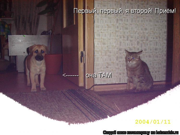 Первый, первый, я второй! Приём! <------ она ТАМ... Котоматрица: Первый, первый, я второй! Приём! <------ она ТАМ