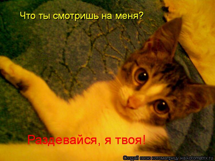 Котоматрица: Что ты смотришь на меня? Что ты смотришь на меня? Что ты смотришь на меня? Раздевайся, я твоя! Раздевайся, я твоя!