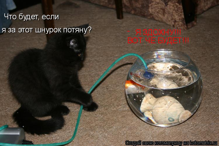 Котоматрица: Что будет, если я за этот шнурок потяну? Я ЗДОХНУ!!! ВОТ ЧЕ БУДЕТ!!! -