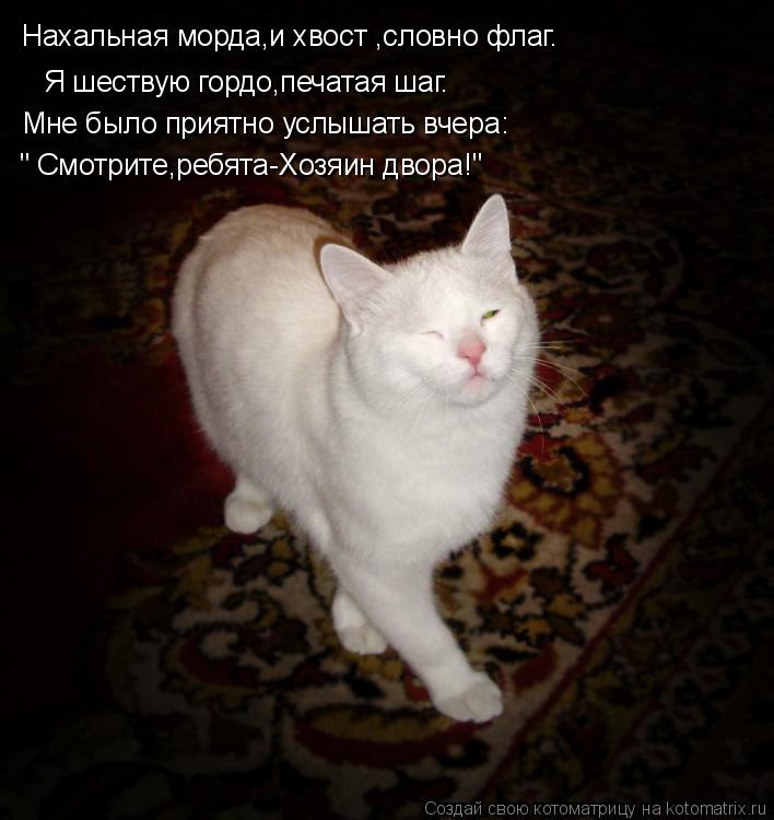 Котоматрица: Нахальная морда,и хвост ,словно флаг. Я шествую гордо,печатая шаг. Мне было приятно услышать вчера: " Смотрите,ребята-Хозяин двора!"