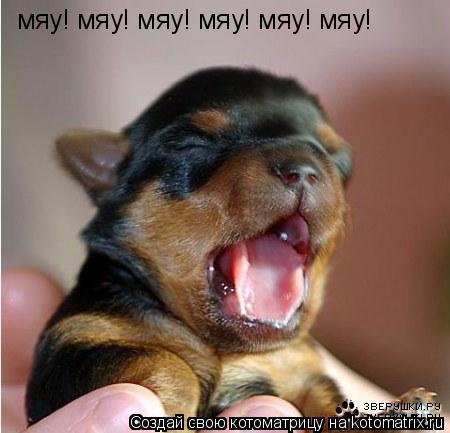 мяу! мяу! мяу! мяу! мяу! мяу!... Котоматрица: мяу! мяу! мяу! мяу! мяу! мяу!
