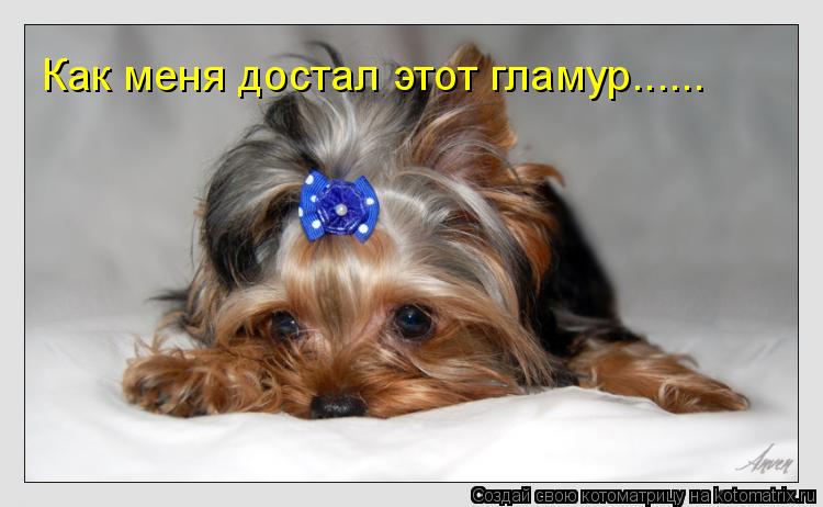 Котоматрица: Как меня достал этот гламур…………….