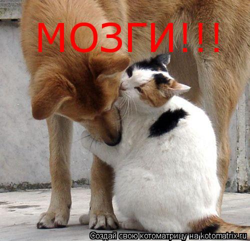 МОЗГИ!!!... Котоматрица: МОЗГИ!!!