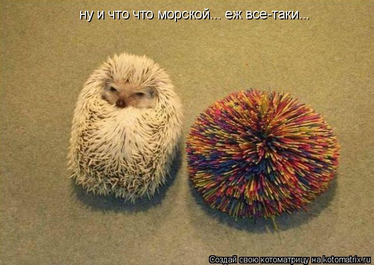 ну и что что морской... еж все-таки...... Котоматрица: ну и что что морской... еж все-таки...