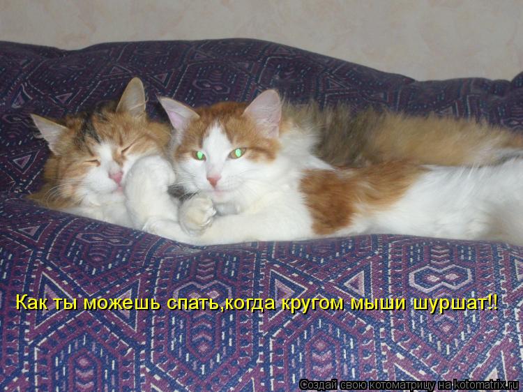 Как ты можешь спать,когда кругом мыши шуршат!!... Котоматрица: Как ты можешь спать,когда кругом мыши шуршат!!