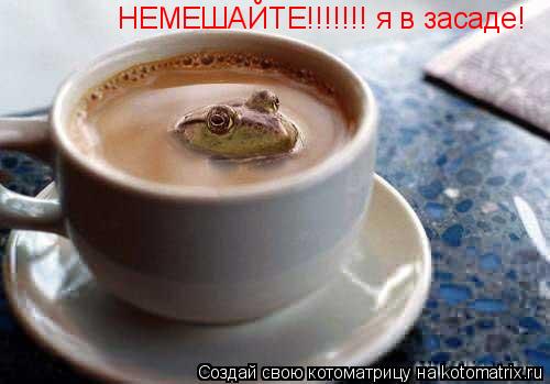 Котоматрица: НЕМЕШАЙТЕ!!!!!!! я в засаде!