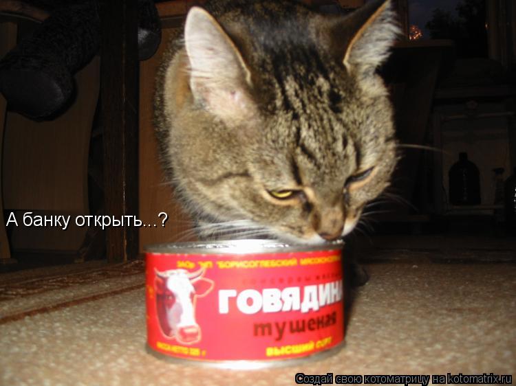 А банку открыть...?... Котоматрица: А банку открыть...?