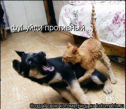 фу! уйди противный...)... Котоматрица: фу! уйди противный...)