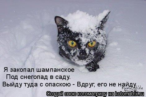 Я закопал шампанское Под снегопад в саду. Выйду туда с опаскою - Вдруг, его не найду...... Котоматрица: Я закопал шампанское Под снегопад в саду. Выйду туда с опаскою - Вдруг, его не найду...