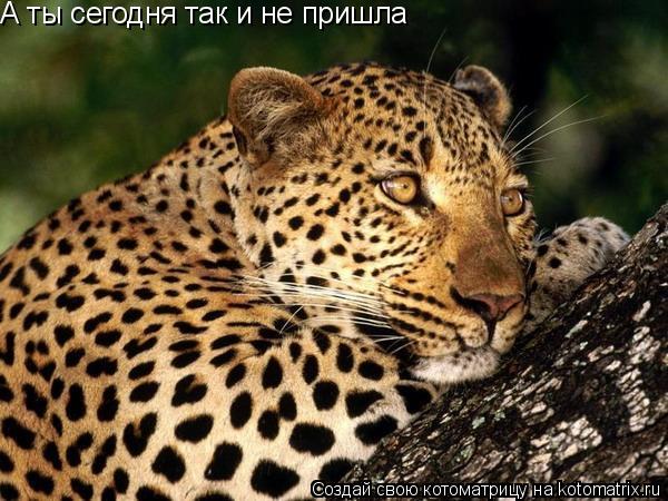 Котоматрица: А ты сегодня так и не пришла