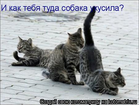 И как тебя туда собака укусила?... Котоматрица: И как тебя туда собака укусила?