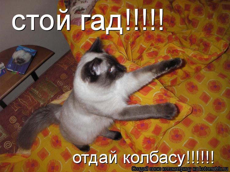 стой гад!!!!! отдай колбасу!!!!!!... Котоматрица: стой гад!!!!! отдай колбасу!!!!!!