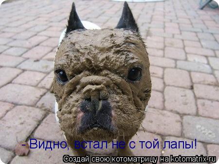 - Видно, встал не с той лапы!... Котоматрица: - Видно, встал не с той лапы!