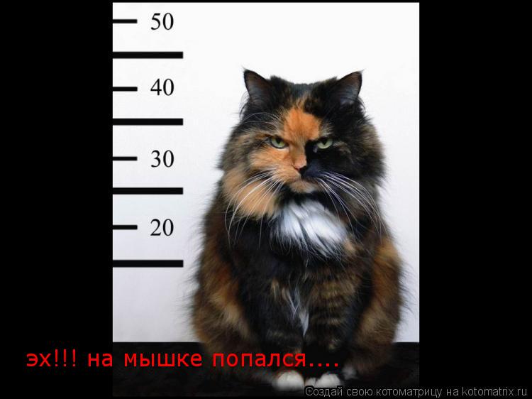 эх!!! на мышке попался....... Котоматрица: эх!!! на мышке попался....