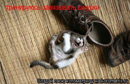тренируюсь завязывать шнурки... Котоматрица: тренируюсь завязывать шнурки