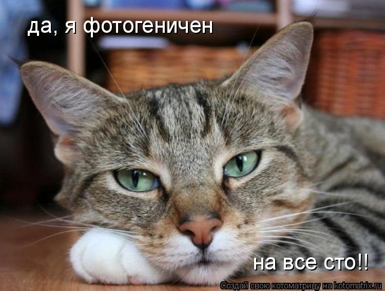 да, я фотогеничен на все сто!!... Котоматрица: да, я фотогеничен на все сто!!