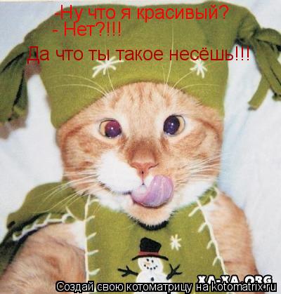 -Ну что я красивый? - Нет?!!! Да что ты такое несёшь!!!... Котоматрица: -Ну что я красивый? - Нет?!!! Да что ты такое несёшь!!!