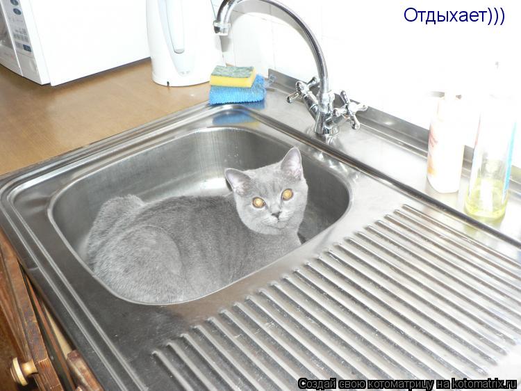 Отдыхает)))... Котоматрица: Отдыхает)))