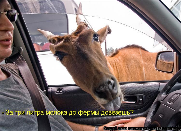 - За три литра молока до фермы довезешь?... Котоматрица: - За три литра молока до фермы довезешь?