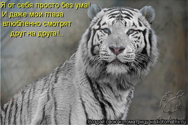 Я от себя просто без ума! И даже мои глаза влюблённо смотрят друг на друга!..... Котоматрица: Я от себя просто без ума! И даже мои глаза влюблённо смотрят друг на друга!..