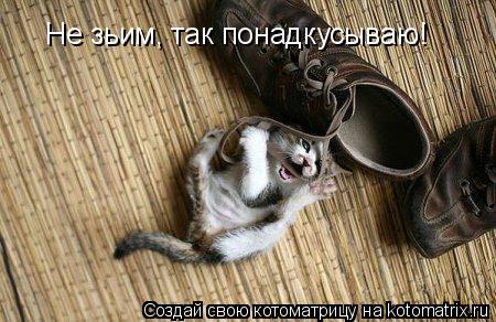 Не зьим, так понадкусываю!... Котоматрица: Не зьим, так понадкусываю!