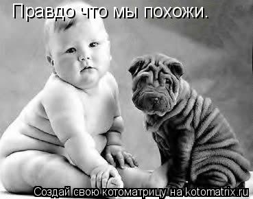 Правдо что мы похожи. Правдо что мы похожи.... Котоматрица: Правдо что мы похожи. Правдо что мы похожи.