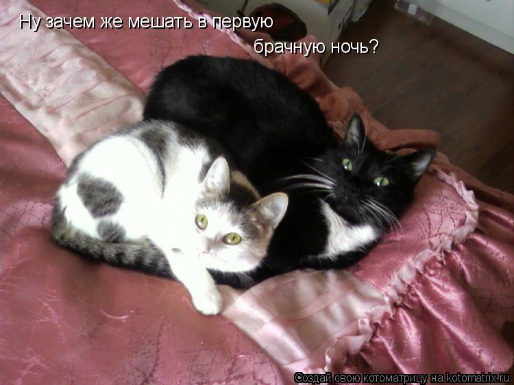 Ну зачем же мешать в первую брачную ночь?... Котоматрица: Ну зачем же мешать в первую брачную ночь?