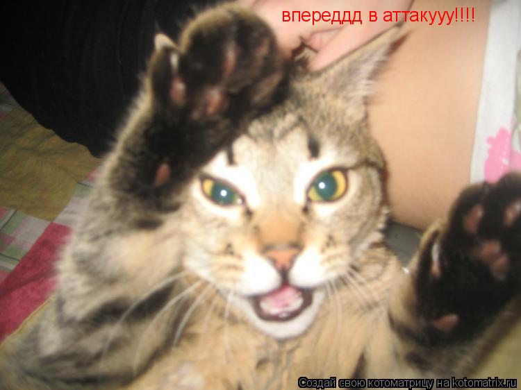 впереддд в аттакууу!!!!... Котоматрица: впереддд в аттакууу!!!!