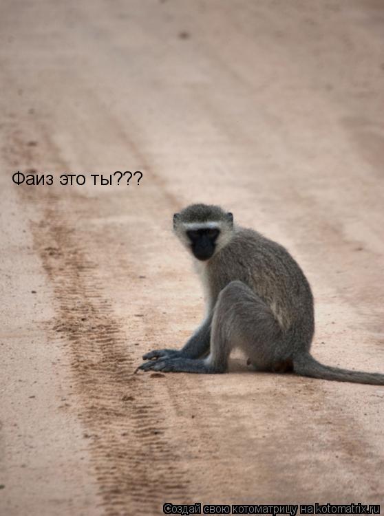 Фаиз это ты???... Котоматрица: Фаиз это ты???