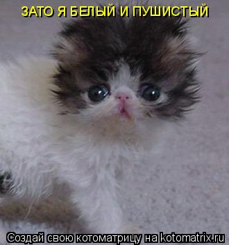 ЗАТО Я БЕЛЫЙ И ПУШИСТЫЙ... Котоматрица: ЗАТО Я БЕЛЫЙ И ПУШИСТЫЙ
