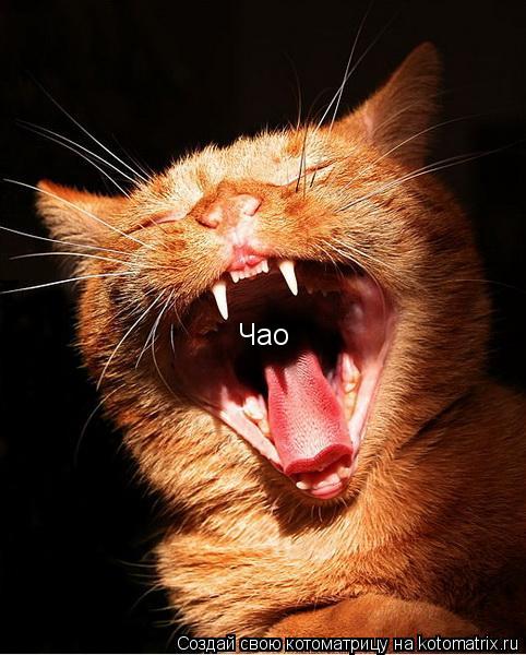 Котоматрица: Чао