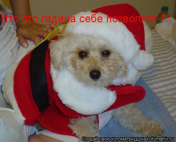 Что это гадина себе позволяет !!!... Котоматрица: Что это гадина себе позволяет !!!