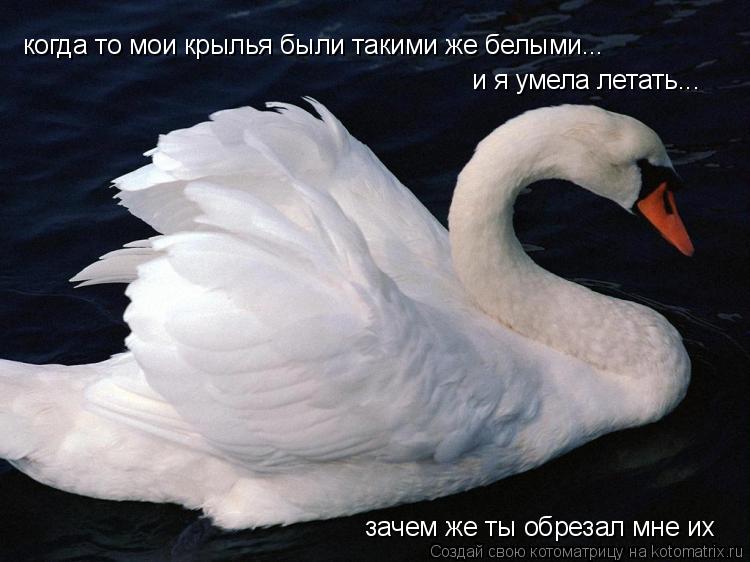 когда то мои крылья были такими же белыми... и я умела летать... зачем же ты обрезал мне их... Котоматрица: когда то мои крылья были такими же белыми... и я умела летать... зачем же ты обрезал мне их