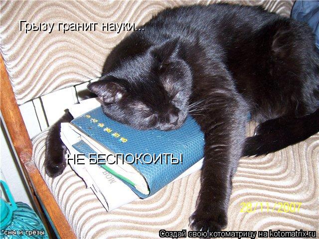 Грызу гранит науки... НЕ БЕСПОКОИТЬ!... Котоматрица: Грызу гранит науки... НЕ БЕСПОКОИТЬ!
