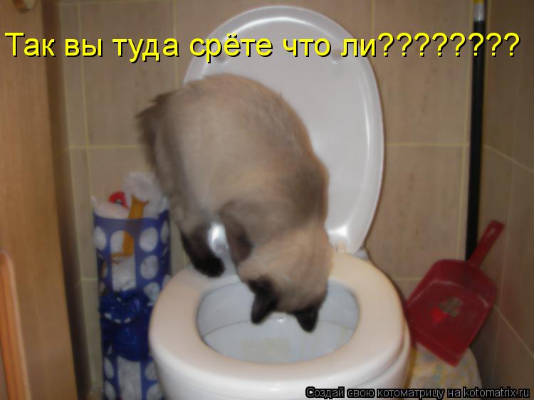 Так вы туда срёте что ли????????... Котоматрица: Так вы туда срёте что ли????????