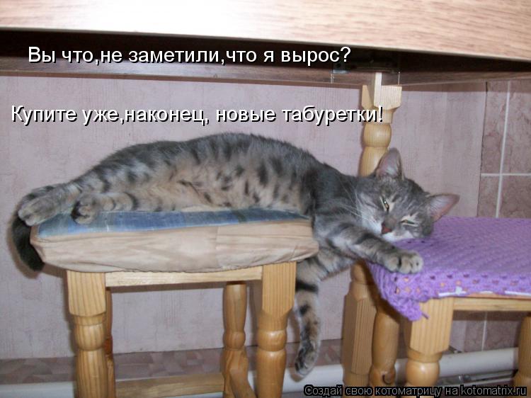 Вы что,не заметили,что я вырос? Купите уже,наконец, новые табуретки!... Котоматрица: Вы что,не заметили,что я вырос? Купите уже,наконец, новые табуретки!