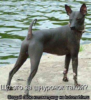 Що это за щнурочок такой?... Котоматрица: Що это за щнурочок такой?