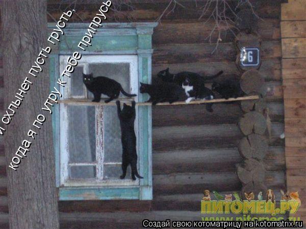 и схлынет пусть грусть, когда я по утру к тебе припрусь... Котоматрица: и схлынет пусть грусть, когда я по утру к тебе припрусь