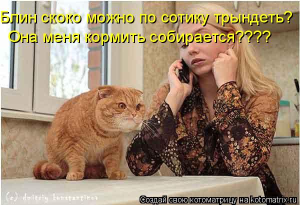 Блин скоко можно по сотику трындеть? Она меня кормить собирается????... Котоматрица: Блин скоко можно по сотику трындеть? Она меня кормить собирается????