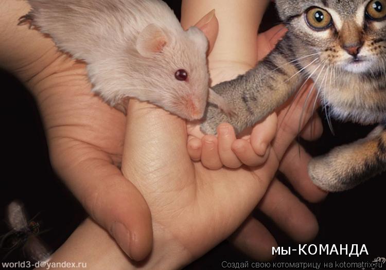 Котоматрица: мы-КОМАНДА