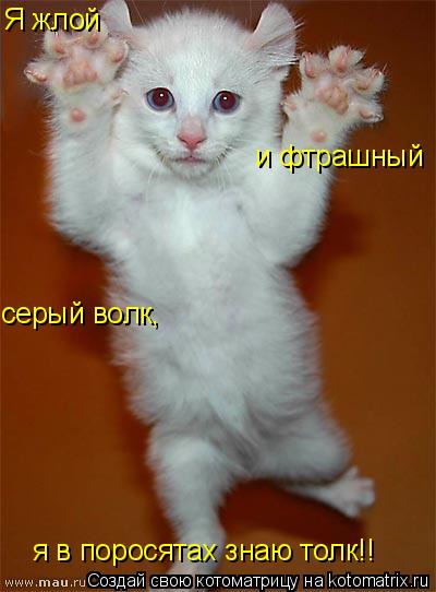и фтрашный Я жлой серый волк, я в поросятах знаю толк!!... Котоматрица: и фтрашный Я жлой серый волк, я в поросятах знаю толк!!