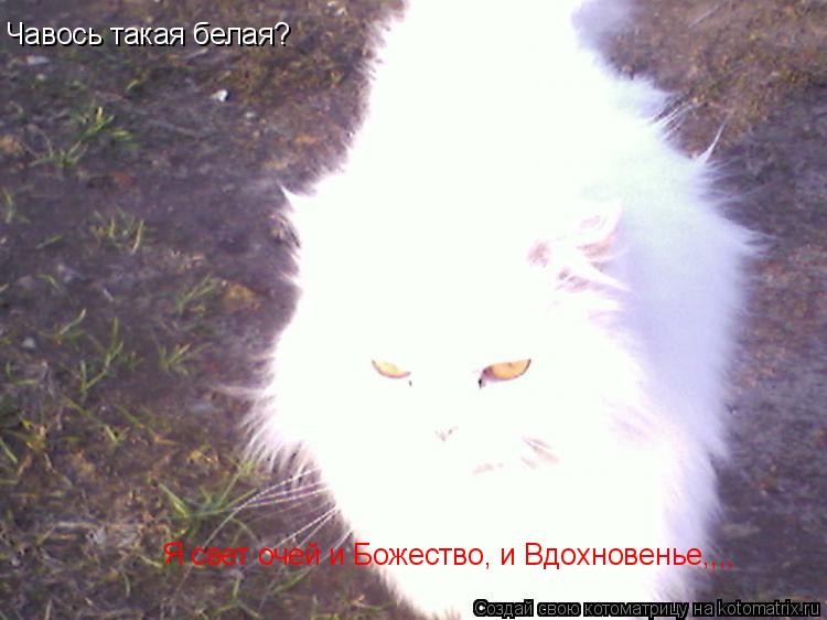 Котоматрица: Чавось такая белая? Я свет очей и Божество, и Вдохновенье,,,,