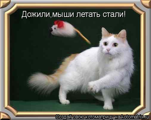 Дожили,мыши летать стали!... Котоматрица: Дожили,мыши летать стали!